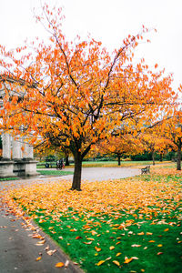 Trees in park during autumn