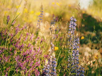 Close-up of purple flowers blooming in field