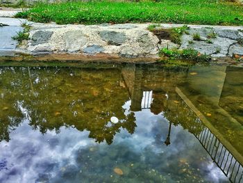 Reflection of tree in puddle on lake