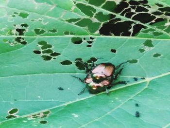Close-up of insect on leaf