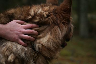 Close-up of hand holding monkey