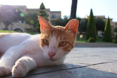 Close-up portrait of a cat