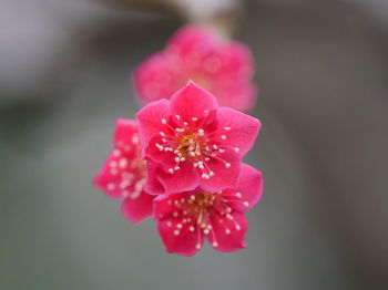Close-up of pink flowers blooming outdoors