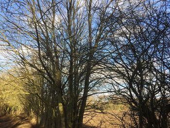 Low angle view of trees against sky