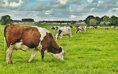 Sheep grazing on grassy field
