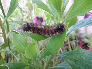 Close-up of insect on leaf