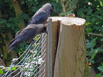 Close-up of bird perching on wood