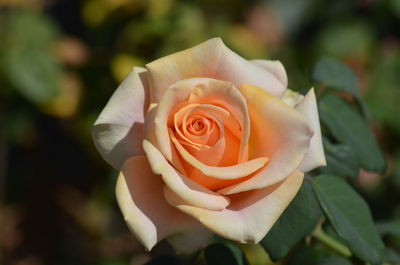 Close-up of rose flower