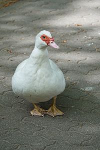 High angle view of bird on street