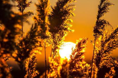 Low angle view of trees against orange sky