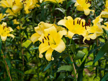 Close-up of yellow flowering plant