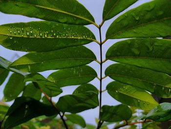 Close-up of leaves against blurred background