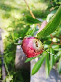 Close-up of strawberry on plant