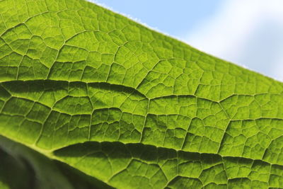 Close-up of green leaves
