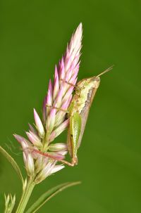 Close-up of butterfly on flower