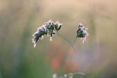 Close-up of flowering plant