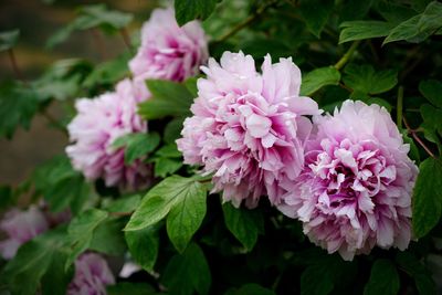 Close-up of pink flowering plant