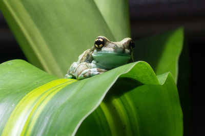 Red-eyed tree frog, agalychnis callidryas