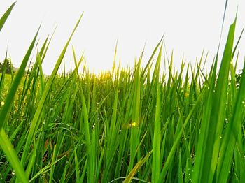 Close-up of wheat growing on field against clear sky