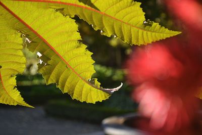 Close-up of maple leaf on tree