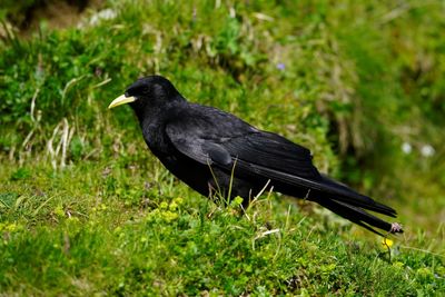 Close-up of bird perching on grass