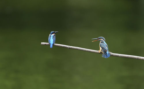 Two birds perching on a bird