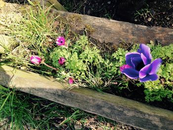 Close-up of flowers growing on plant by fence