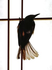 Close-up of bird perching on window
