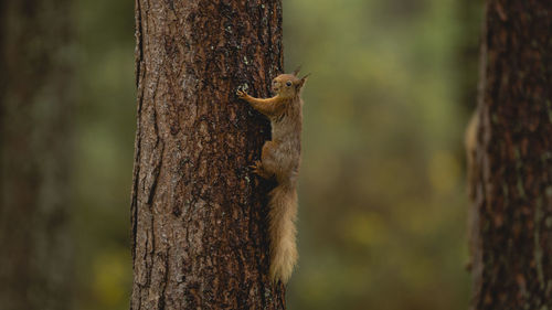 Squirrel on tree trunk in forest