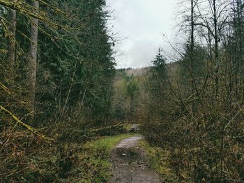 Bare trees in forest against sky