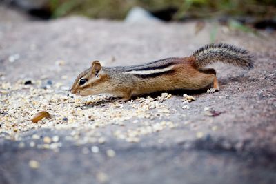 Close-up of an animal