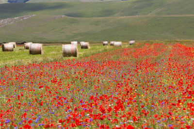 Flowers growing on field