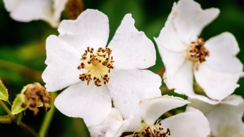 Close-up of white flowers blooming outdoors