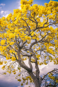 Low angle view of yellow flower tree