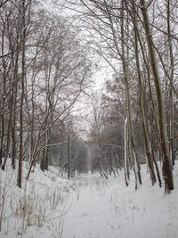 Bare trees on snow covered landscape