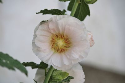 Close-up of white flowering plant