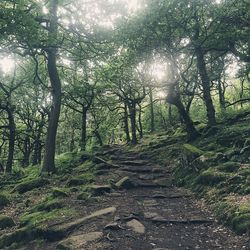Trees in forest