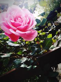 Close-up of pink rose