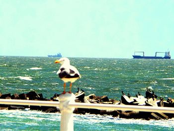 Seagull perching on railing against blue sky