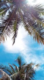 Low angle view of palm tree against sky