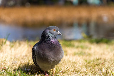 Close-up of bird perching on a lake