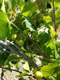 Low angle view of fruits hanging on tree