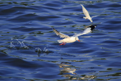 High angle view of seagulls flying over lake