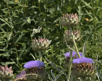 Close-up of purple flowering plants on field