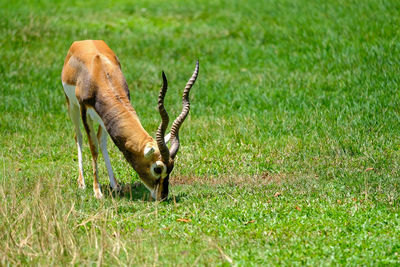 View of a horse on field