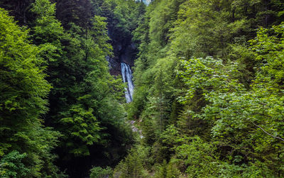 High angle view of trees in forest