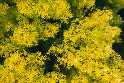 High angle view of yellow flowering plants