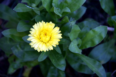 Close-up of yellow flowering plant