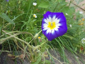 Close-up of purple flowers blooming outdoors