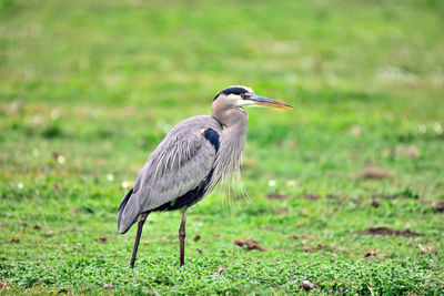 View of a bird on grass